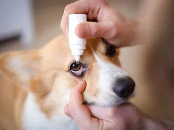 7 Best Eye Drops for Dogs in 2026 – Reviews & Top Picks