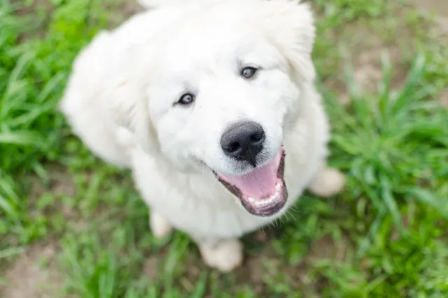 5-Month-Old Puppy: What to Expect (Vet-Approved Guide)