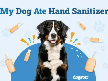 My Dog Ate Hand Sanitizer: Our Vet Explains What to Do