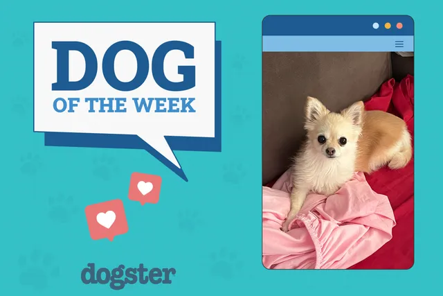Dogster Photo Contest: Dogs of the Week Winners (December 4, 2025)
