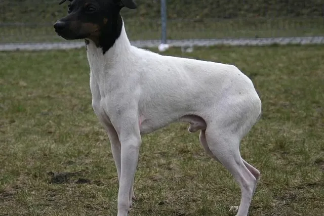 Japanese Terrier Dog Breed: Info, Pictures, Facts & Traits