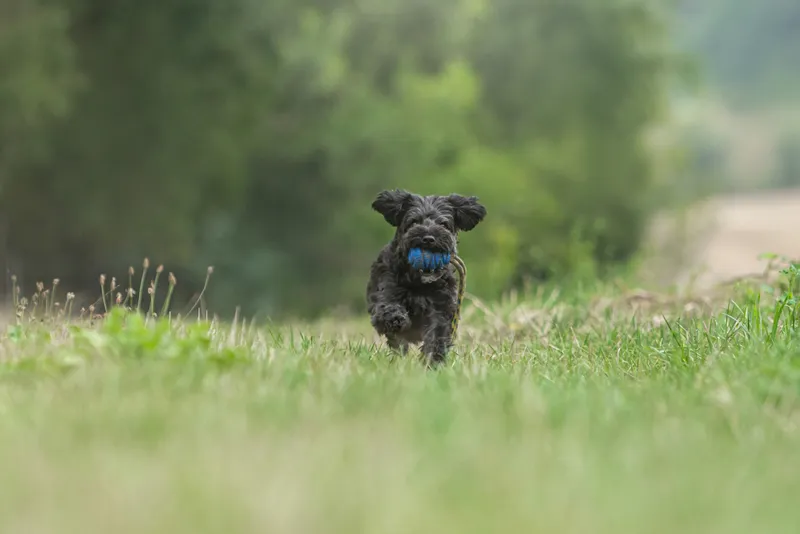 cute-little-yorkiepoo-dog-on-a-meadow