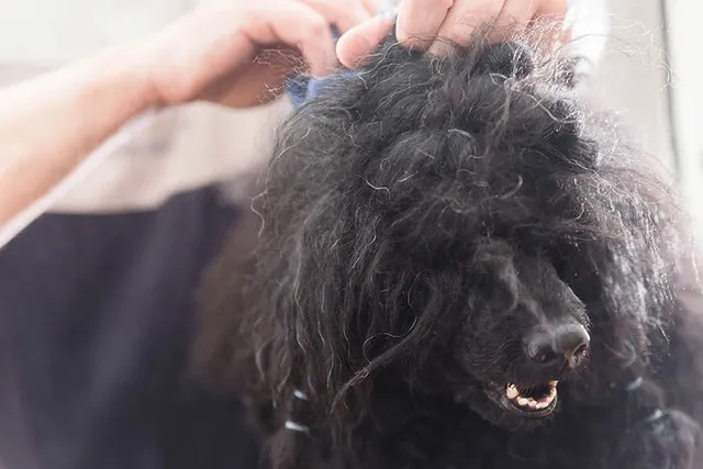 How to Shave a Dog With Matted Hair: 8 Vet-Approved Steps & Prevention Tips