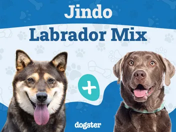 Jindo Lab Mixed Dog Breed: Info, Pictures, Care & More