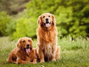 23 Most Popular Dog Breeds in Australia in 2026