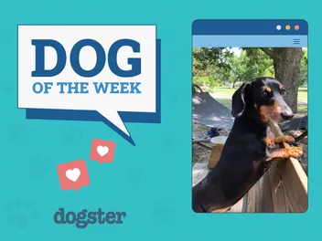 Dogster Photo Contest: Dogs of the Week Winners (January 29, 2026)