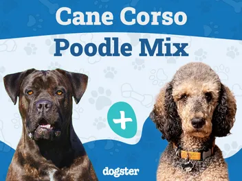 Cane Corso Poodle Mix: Info, Pictures, Traits & More