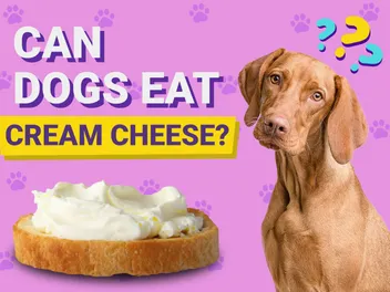 Can Dogs Eat Cream Cheese? Vet-Verified Facts & Health Tips