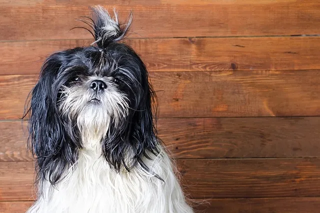 How Long Do Shih Tzus Live? Average Lifespan, Vet-Reviewed Data & Care Guide