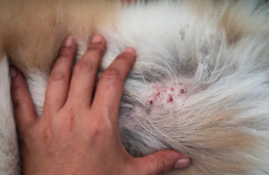 close up of a dog's skin with scabs
