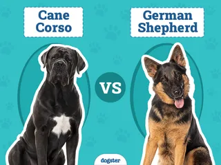 Cane Corso vs German Shepherd: Key Differences (With Pictures)
