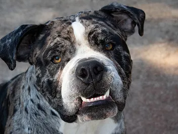 Alapaha Blue-Blood Bulldog Breed: Info, Pictures, Care & Traits