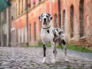 What Was the Tallest Great Dane Ever? Historical & Current Record Holders