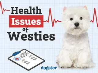 15 Westie Health Issues to Look Out For (Vet Answer)
