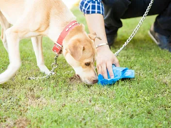 Yellow Dog Poop: Meaning & When to Worry (Vet Answer)