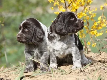 Can You Clone a Dog? Vet-Reviewed Facts & FAQ