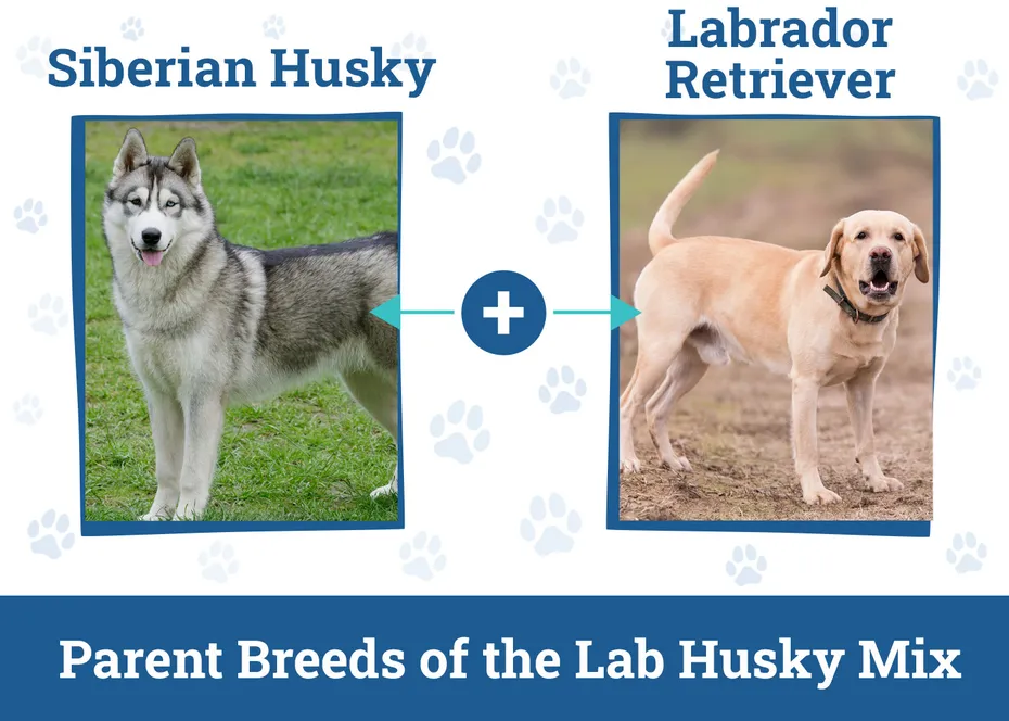 Parent Breeds of the Lab Husky Mix