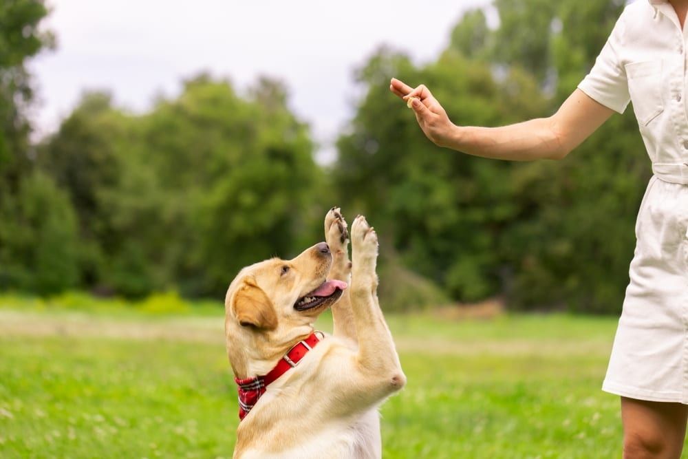 dog training