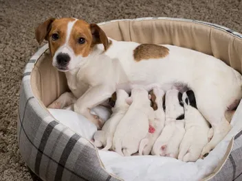 10 Benefits of Colostrum for Dogs: Our Vet Answers