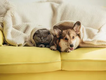 Can a Dog Catch a Cold from a Cat? Vet Reviewed Facts & FAQ