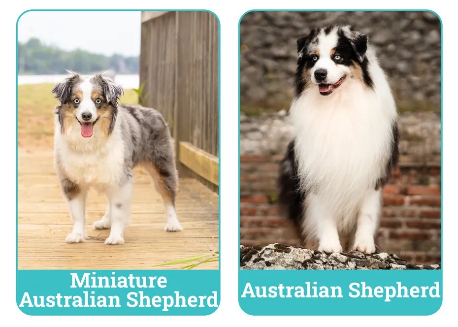 Miniature Australian Shepherd vs. Australian Shepherd