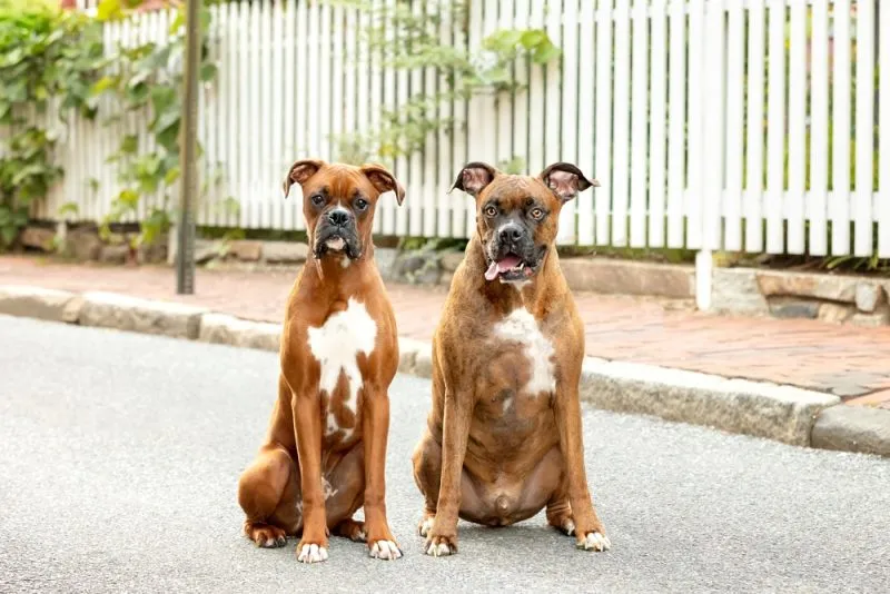 Two Boxers sitting on the street