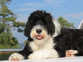 What Kind of Dog Did Obama Have? Breed Facts & FAQ