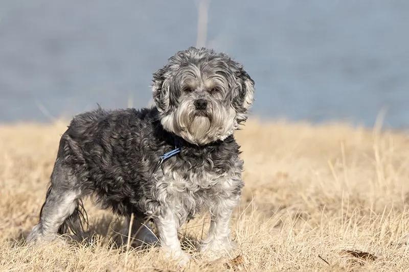 Lowchen Dog at the park