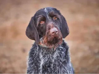 Cesky Fousek Dog Breed: Info, Pictures, Care & More