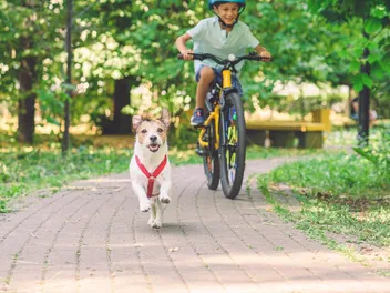 Do Dogs Get Sore Muscles From Exercise? Vet-Verified Facts & FAQ