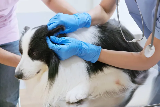 Home Management for Your Dog’s Ear Infection: Our Vet Shares Tips & Advice