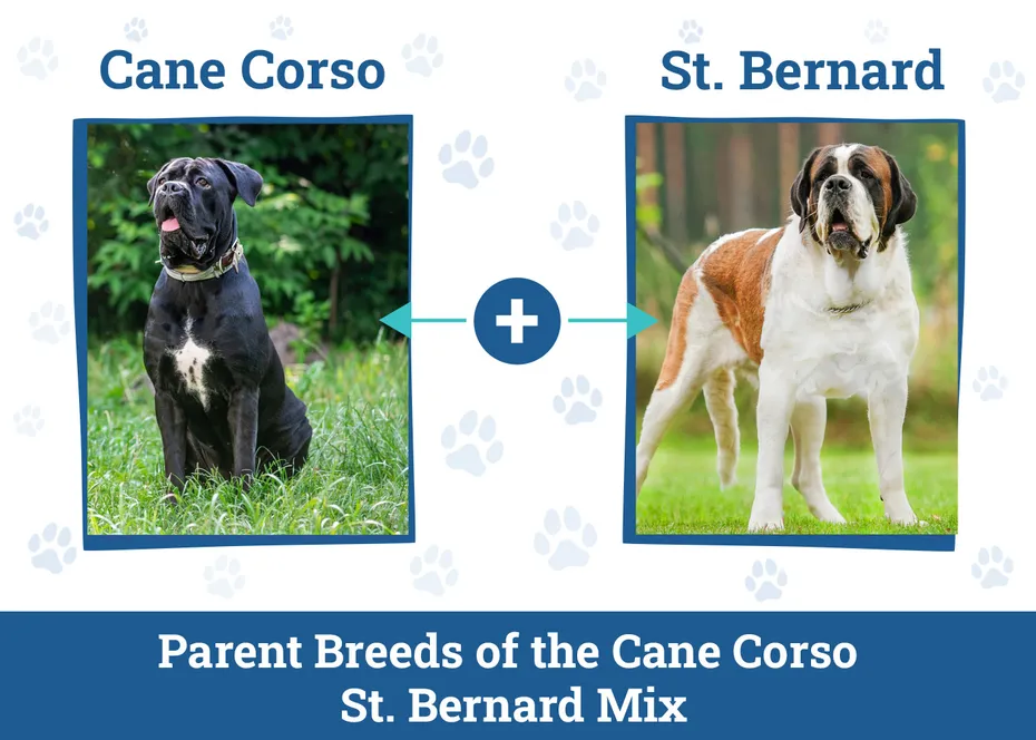 Parent Breeds of the Cane Corso St Bernard