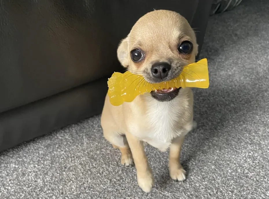 Chihuahua with chew toy