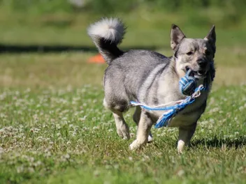 6 Awesome Off-Leash Dog Parks in Raleigh, NC (2026 Update)
