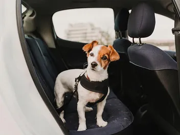 Are Dogs Allowed in Ubers? 2026 Pet Policies & FAQ