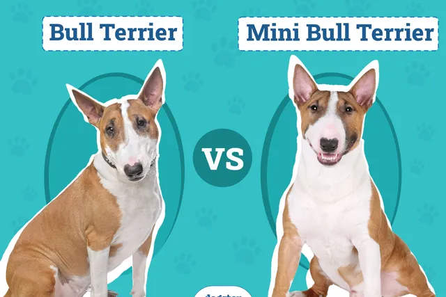 Bull Terrier vs Mini Bull Terrier: Main Differences (With Pictures)
