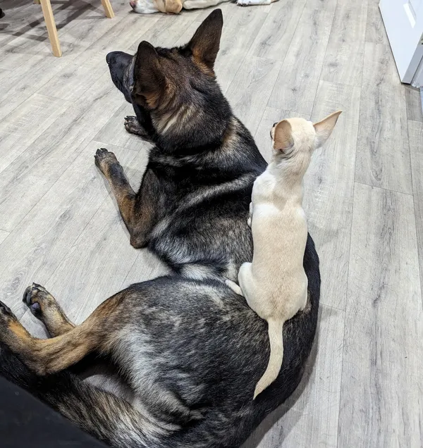 Ned likes to make sure Kodah knows who's boss!