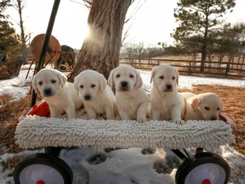 Labrador Retrievers for Sale in Ohio: 2026 Breeders List
