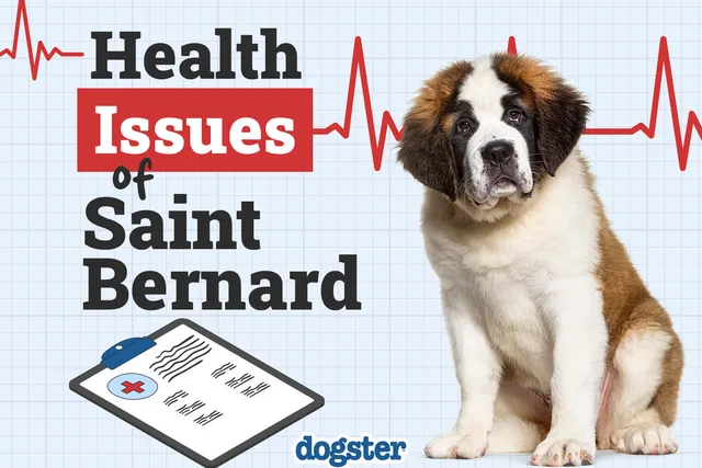 St. Bernard Health Issues: 10 Common Conditions to Look Out For (Vet Answer)