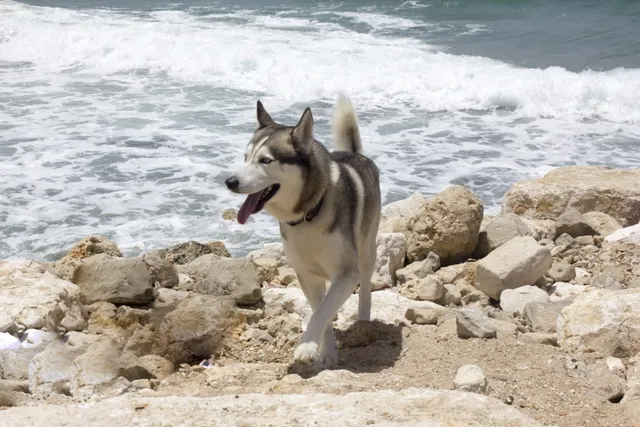 Top 7 Dog-Friendly Beaches in the Florida Keys: Off & On-Leash Places to Go