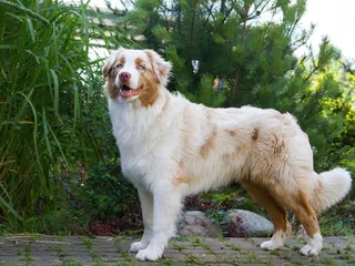 Red Merle Australian Shepherd: Info, Pictures, Origin & History