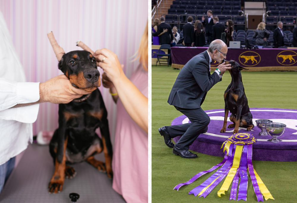 The Price of Success - Barking News