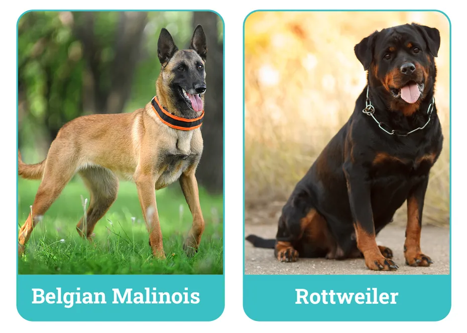 Belgian Malinois vs Rottweiler