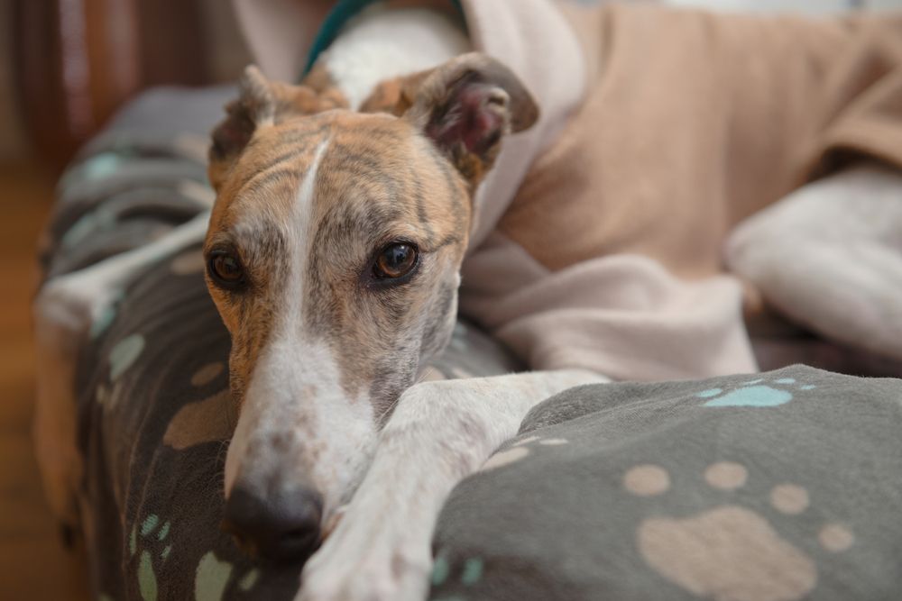 Brindle Greyhound dog on the couch