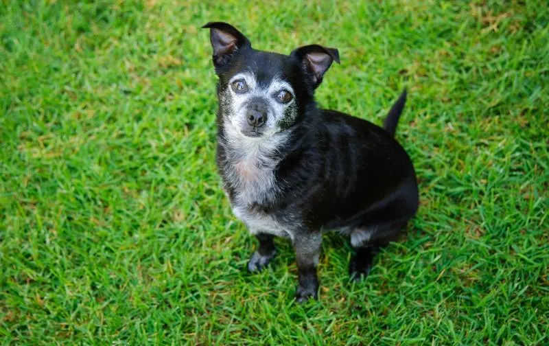 senior shorthair chihuahua dog sitting on grass