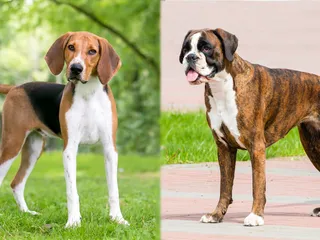 American Foxhound Boxer Mix Dog Breed: Info, Pictures Care & Facts