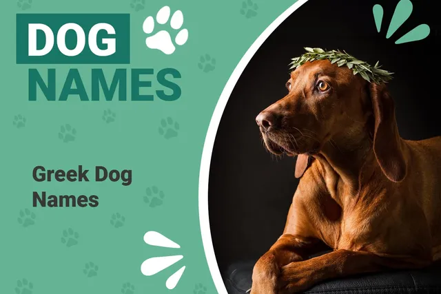 200 Greek Dog Names: Historical & Unique Ideas