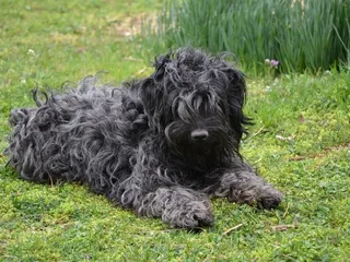 10 Guard Dog Breeds That Don't Shed (With Info & Pictures)