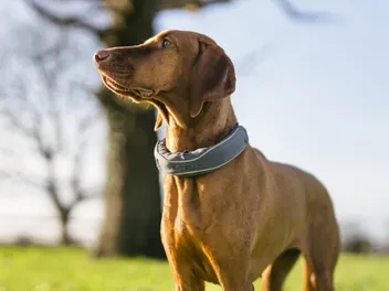 Microchips Aren’t Enough: Why Lost Pet Recovery Needs a Tech Upgrade