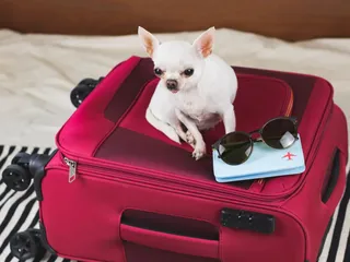 How to Fly With a Dog: 13 Vet-Approved Travel Tips